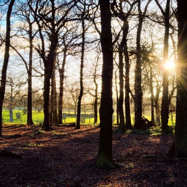 sunny-forest